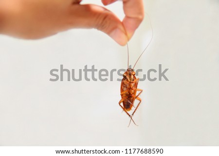 Cockroach dirty in hand.