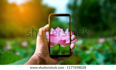 Hand holding mobile phone and take a photo colorful  lotus flowers on blurred background with sunlight.