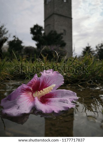 enormous image on flower water