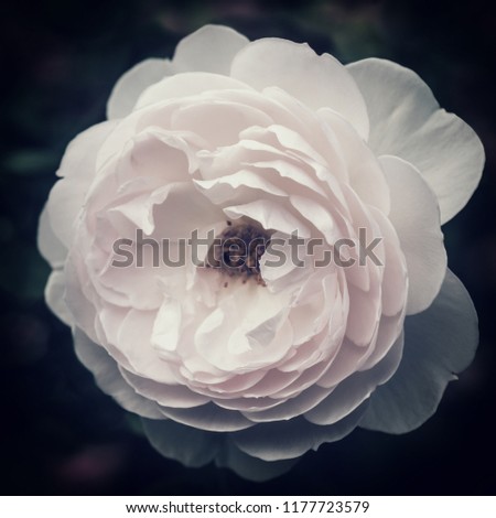 White rose on a dark background close-up, stylized
