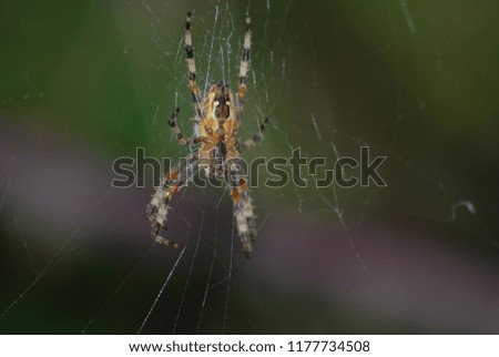 Small spider in Galicia, Spain