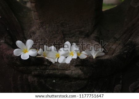  White Frangipani flowers  on the hands of the ancient Buddha.
