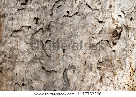 Textural background from bark of eucalyptus tree