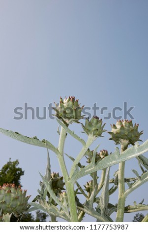 close up plant of Cynara cardunculus