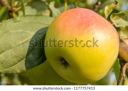 Apple ripe on tree branch in extreme closeup. Authentic farm series.