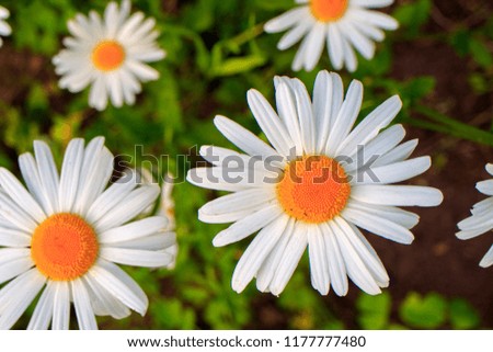 chamomile flowers on the background of green grass in the summer medicinal plants for the manufacture of medicines