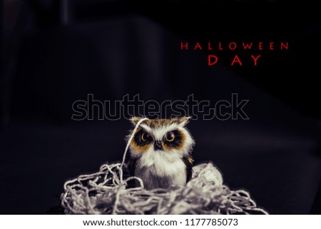 Halloween Day, The Owl on black background, Halloween concepts, Happy Halloween Days, Copy space.