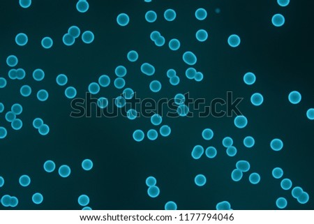 Colonies of glowing marine bacteria (Photobacterium phosphoreum)