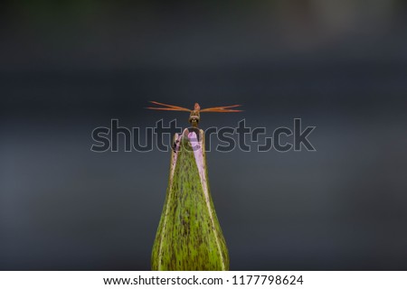 Dragonfly on the lotus 