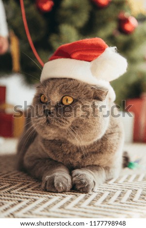cute grey scottish fold cat in santa hat lying under christmas tree