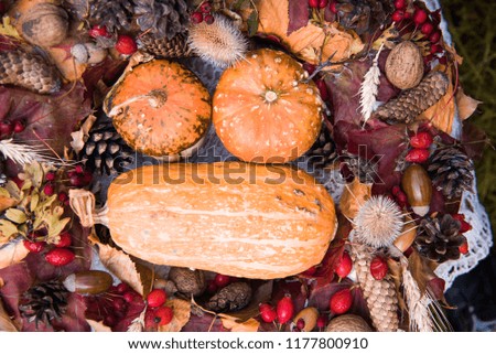 A rustic autumn still life with pumpkins . Harvest or Thanksgiving. Display of pumpkins