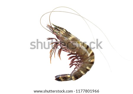 Black tiger shrimp, white background isolated with clipping path. Royalty-Free Stock Photo #1177801966