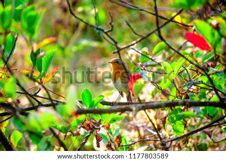 European Robin in the bushes