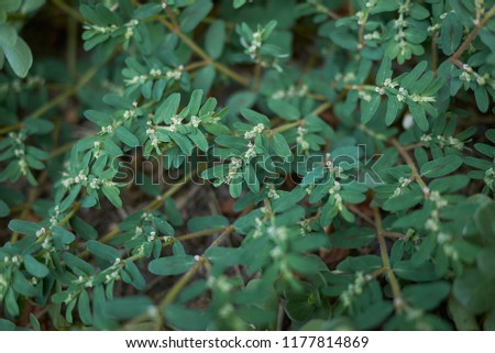 Euphorbia maculata plants Royalty-Free Stock Photo #1177814869