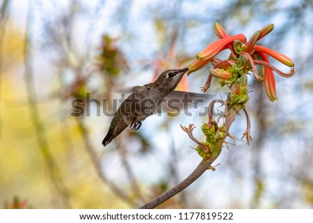 A hummingbird in flight feeding from succulent flowers of aloe. Colors of orange, green, gray and brown in this beautiful background photo. Pima county, Tucson, Arizona USA. 2018.