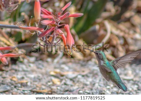 A hummingbird in flight feeding from succulent flowers of aloe. Colors of orange, green, gray and brown in this beautiful background photo. Pima county, Tucson, Arizona USA. 2018.