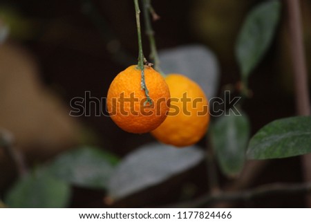 lemon orange tree