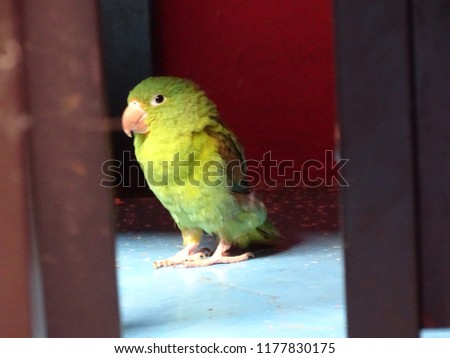 bird parrot beatiful