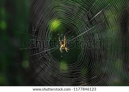 The spider climbs on the web. Royalty-Free Stock Photo #1177846123