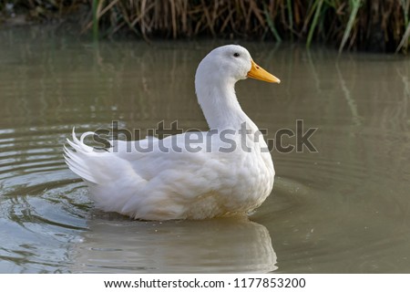 Large white heavy duck also known as America Pekin Duck, Long Island Duck, Pekin or Aylesbury Duck, Anas platyrhynchos domesticus Royalty-Free Stock Photo #1177853200