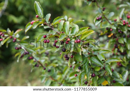 Wild berries on the tree in forest. Natural hawthorn fruit.