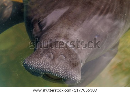 Amazonian manatee (Trichechus inunguis) in Amazon Manatee Rescue Center near Iquitos, Peru