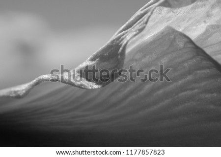 beautiful abstract background flower leave texture with contrasty lines and monochrome gradients