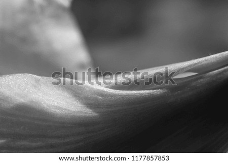 beautiful abstract background flower leave texture with contrasty lines and monochrome gradients