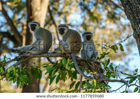 Three vervet monkeys
