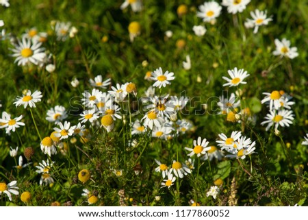 chamomile flowers field landscape