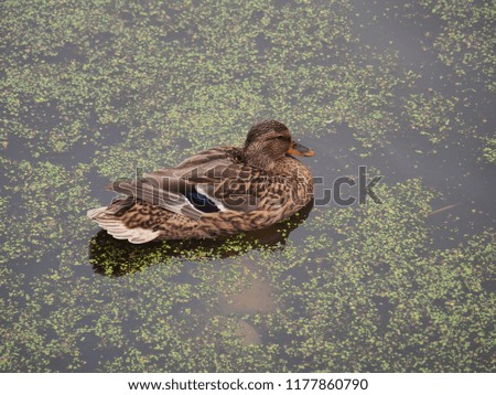 Wild ducks swim in the pond. The pond is heavily overgrown with algae. Photo of animals.