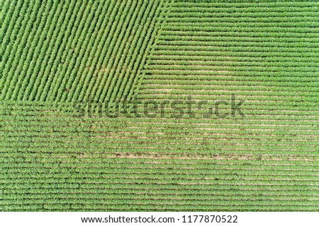 green soybean fields in Nebraska - aerial view