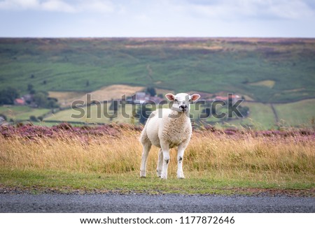 One sheep resting and looking at camera on a grassy piece of English countryside. Blooming heather moors in background