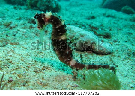 Thorny seahorse at seabed (Hippocampus histrix)