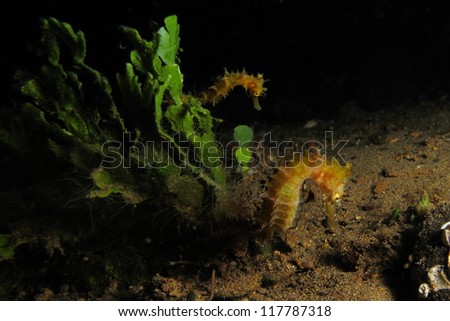 Two yellow thonry seahorse next to sea weed (Hippocampus histrix)