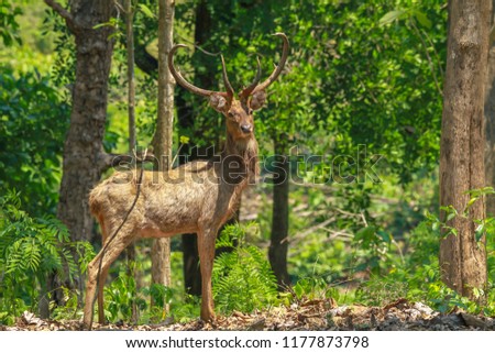 picture of male of Eld's deer, Thamin, Brow-antlered deer (Panolia eldii). This is endangered spicies in Thailand.