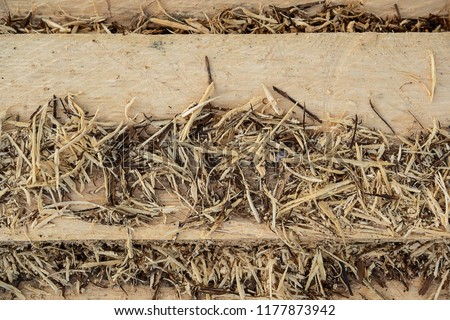 Texture background of Palmyra palm wooden with Sawdust. (Borassus flabellifer)