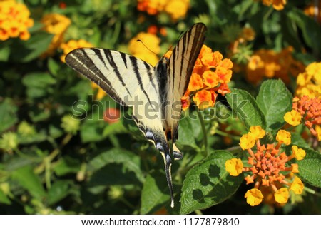 Picture of the butterfly species Sailor Latin Iphiclides podalirius taken in Italy island Ischia.In the Background is a yellow flowers