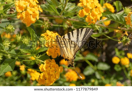 Picture of the butterfly species Sailor Latin Iphiclides podalirius taken in Italy island Ischia.In the Background is a yellow flowers