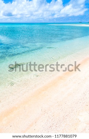 sharks in polynesia rangiroa the pink sands of the coastline like paradise concept and relax
