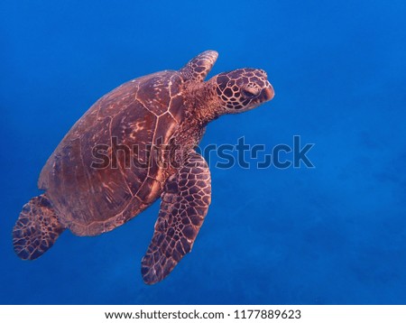        Sea Turtle Swimming Close Up Profile Blue Background