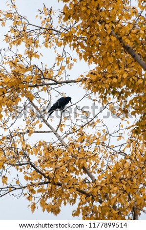 The rook (Corvus frugilegus) sits on a poplar branch. Autumn, yellow foliage.
