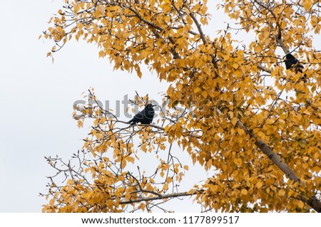 The rooks (Corvus frugilegus) sit on a poplar branch. Autumn, yellow foliage.