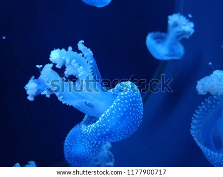 Jellyfish Brighton sealife centre Royalty-Free Stock Photo #1177900717
