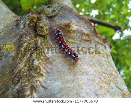 backyard critters caterpillar, salamander, dragonfly 
