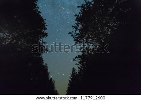 night starry sky view through the trees