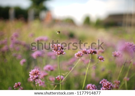 glade of lilac lights in clear weather with a bumblebee on a flower