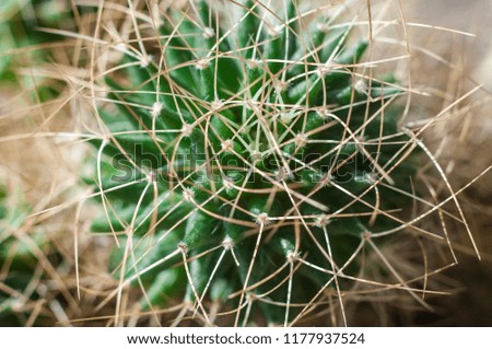 The top of the cactus, macro, a shallow depth of field
