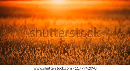 Meadow Grass In Yellow Sunlight Background. Autumn Season.