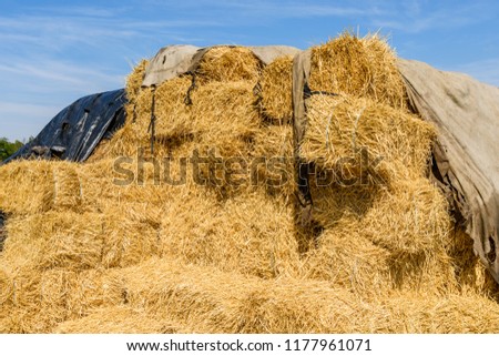 Pile of the rectangular straw bales on farmyard